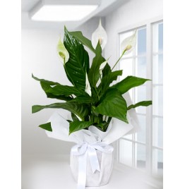 İncirl Çiçekçi - Spathiphyllum Barış Saksı Çiçeği