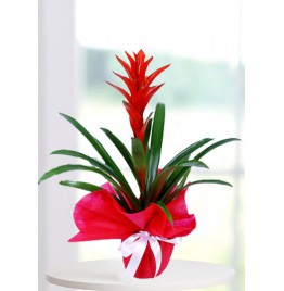 Bahçelievler Çiçekçi - Guzmania saksı bitkisi
